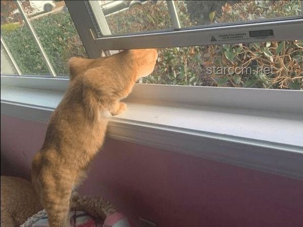 探秘带有水质净化系统的猫猫部落瞭望塔：生态与科技的完美融合